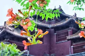 泰山岱庙:凌霄花姿意绽放图片