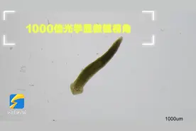 神二十发射在即 来自山东的“神秘乘客”将开启国内首次太空之旅图片