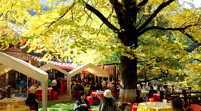 双牌：银杏黄 乡村火 “风景”变“产业”