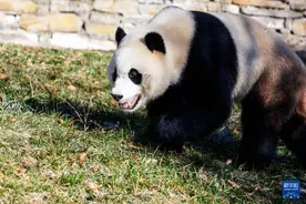 大熊猫“小奇迹”结束隔离检疫，与公众见面图片