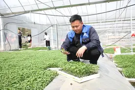 长顺：广顺镇核子村 辣椒产业铺就共富路图片