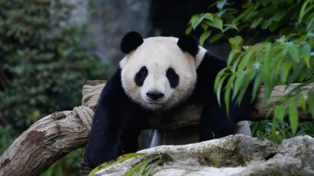 火热！超120万人次抢票！福州熊猫世界门票开售