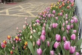 温度湿度精准遥控郁金香提前报春，寒潮会让它受冻吗？图片