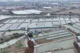 一年卖15万公斤！海盐这里的甲鱼养殖场拿下“销冠”图片