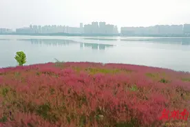 湿地粉黛烂漫绽放图片