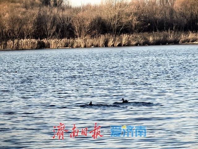 风过苇梢，湖映冬阳 济西湿地的冬日限定美好
