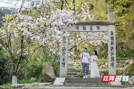 永州十场花事丨蓝山：樱花烂漫春光美图片