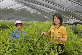 苏子兰：把小坚果变成“致富果”图片