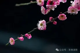 湖南早春 | 超美的花花世界等你来打卡图片