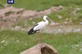 青海又添稀有鸟类新记录图片