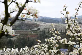 春花烂漫 | 福泉双谷村：梨花遍野 阳戏古朴图片