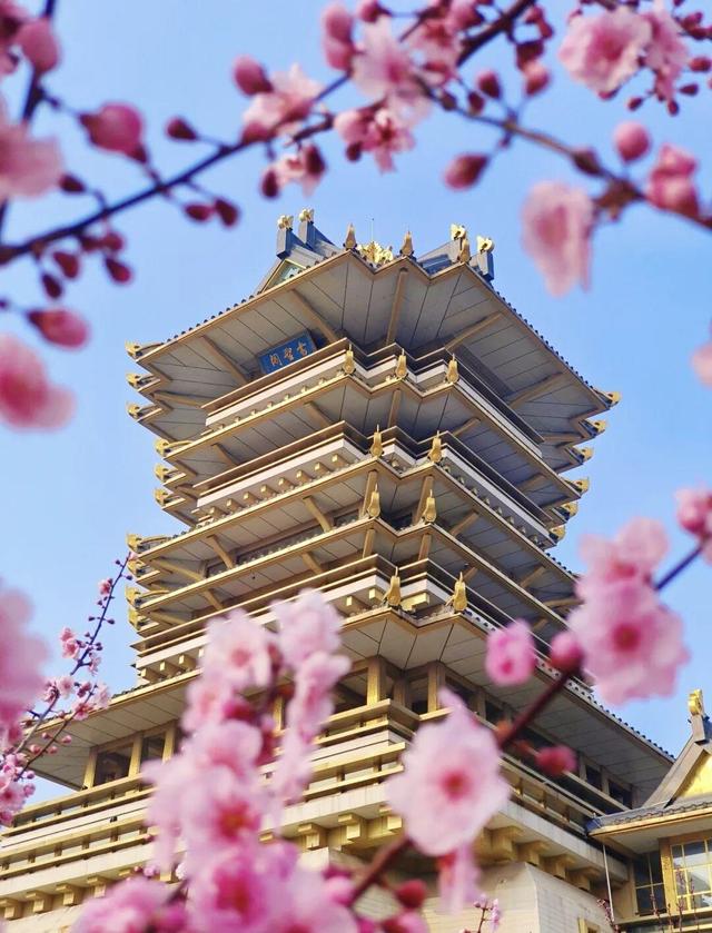 想把临沂的春天打包送给你，临沂最全赏花攻略来了