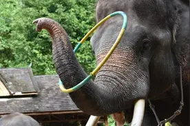 马上评丨起诉“停止大象表演”：是败诉，更是推动图片