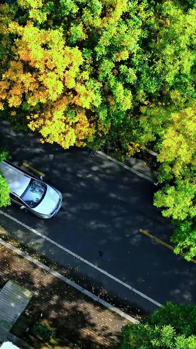 太美了！这里是日照万安路