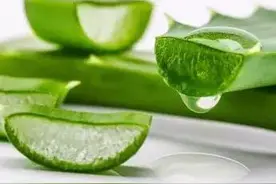 天气干燥，能薅家里种植的芦荟补水吗？图片