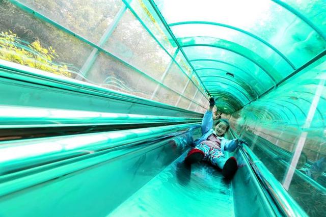 黄栌火红、银杏金黄，济南红叶谷美出圈！