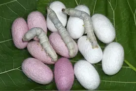 蚕宝宝吐出玫瑰色丝，家蚕变身“超级工厂”图片