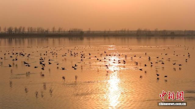 安徽沱湖：水鸟翔集景色美
