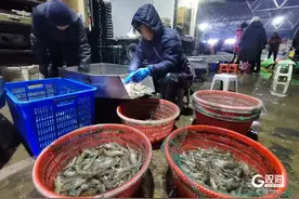 “虾自由”来了！每天超20万斤南美白对虾抵青 价格亲民成市场主角图片