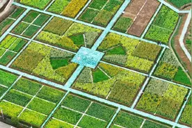 七彩油菜花美得像莫奈花园图片