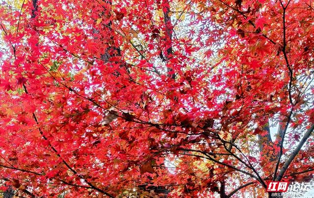 【每日一图@湖南】层林尽染，游人如织，湖南省植物园开启最美“枫”景季