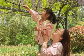 春日顶流是她！崇明千米紫藤长廊进入盛花期图片