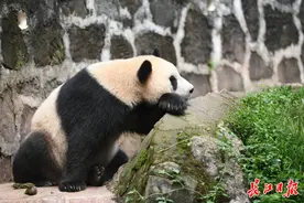 你好，动物大明星图片