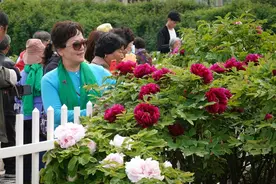 花期预测发布！2025菏泽牡丹最佳赏花期收藏了图片