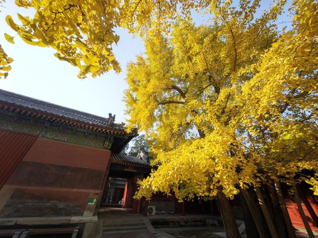 北京石景山承恩寺百年银杏进入最佳观赏期