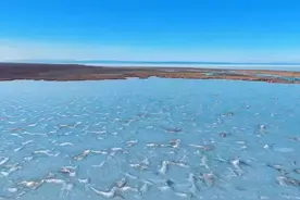 新疆阿勒泰：沉寂一冬的乌伦古湖迎来候鸟回归图片