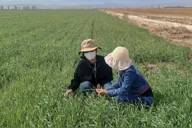 吉木萨尔县：精准丈量小麦面积 守牢粮食安全底线图片