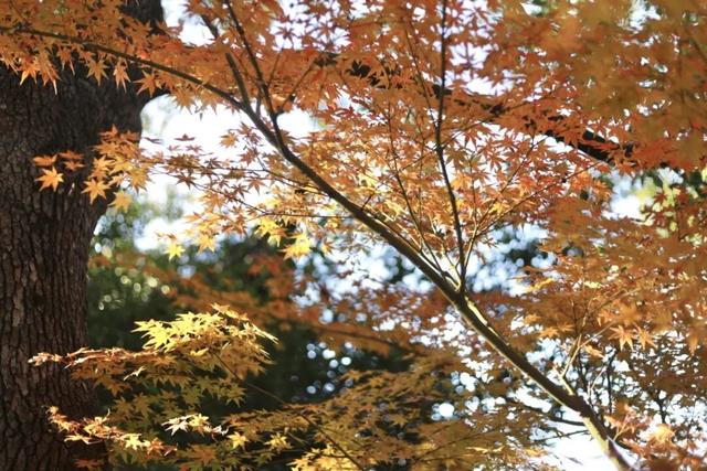 想你的“枫”，红了！终于红了！