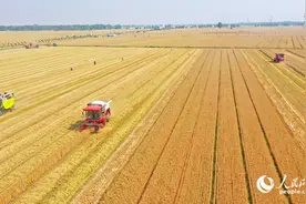 河南：夏日好“丰”景 小麦抢收忙图片
