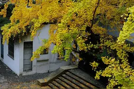 福州人速看！已进入最佳观赏期！图片