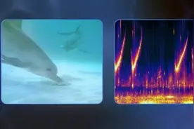 PetGPT诞生，AI加持动物研究：全球首个AI人狗交流软件让“铲屎官”更轻松？图片