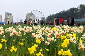 莫负春光莫负花！现场探访沉淀一冬的长沙春花，最佳观赏期在什么时候？图片