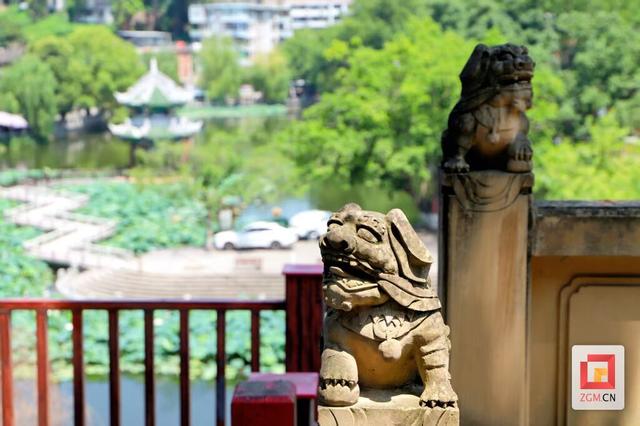 富顺西湖：荷气袭人知昼暖 满湖风露一城香