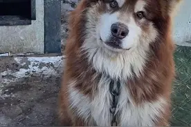 千万粉丝网红潘宏回应狗狗“艾特”离世，别让“暴力式训狗”成为流量密码图片