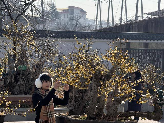 蜡梅花开香满园