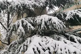 忽如一夜春风来千树万树梨花开图片