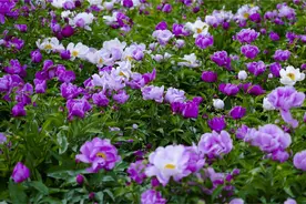 库尔勒：芍药花海勾勒初夏画卷图片