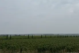 乡村振兴齐鲁样板·村村有好戏丨莱西九顶山：废弃矿坑中“掘金”，小小葡萄串起大产业链图片