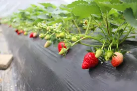 沿河：发放家庭农场补贴2500万元图片