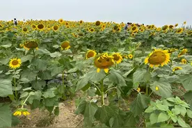 手真欠！北京这处花海被抠成“表情包”，竟还有家长现场“教学”图片