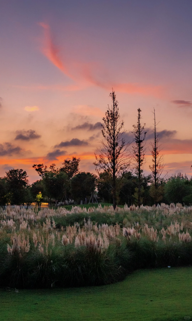 上海竟然藏了一片长满粉黛与芦苇的免费小众仙境！还有水杉渐红→