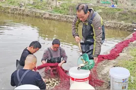 泰宁：鳜鱼丰收 养殖户喜笑颜开图片