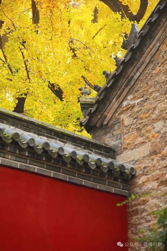 日照秋季“顶流”，已进入高光时刻！