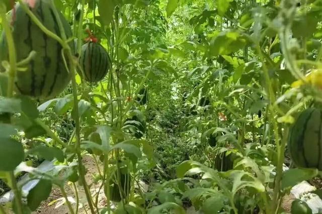 赴商河，赏花、垂钓、摘甜瓜……趣玩不重样