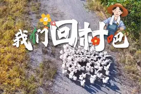 鹅鹅鹅，曲项向天歌！鹅：你不要过来啊~~图片