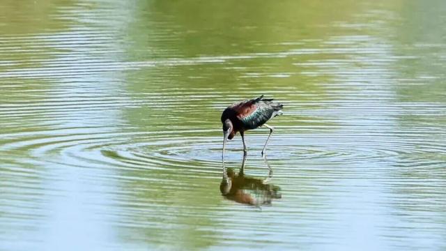 快出门！这些全是洛阳冬日限定！